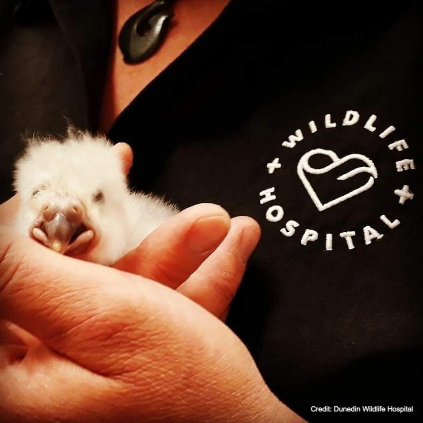 A Glimpse into Dunedin Wildlife Hospital
