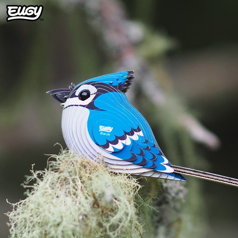 067 Blue Jay
