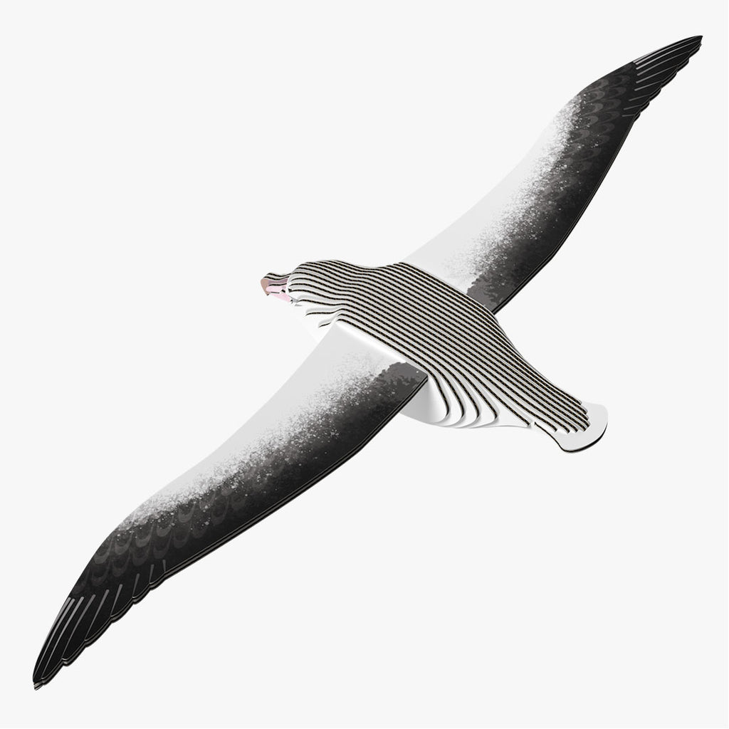 097 Royal Albatross