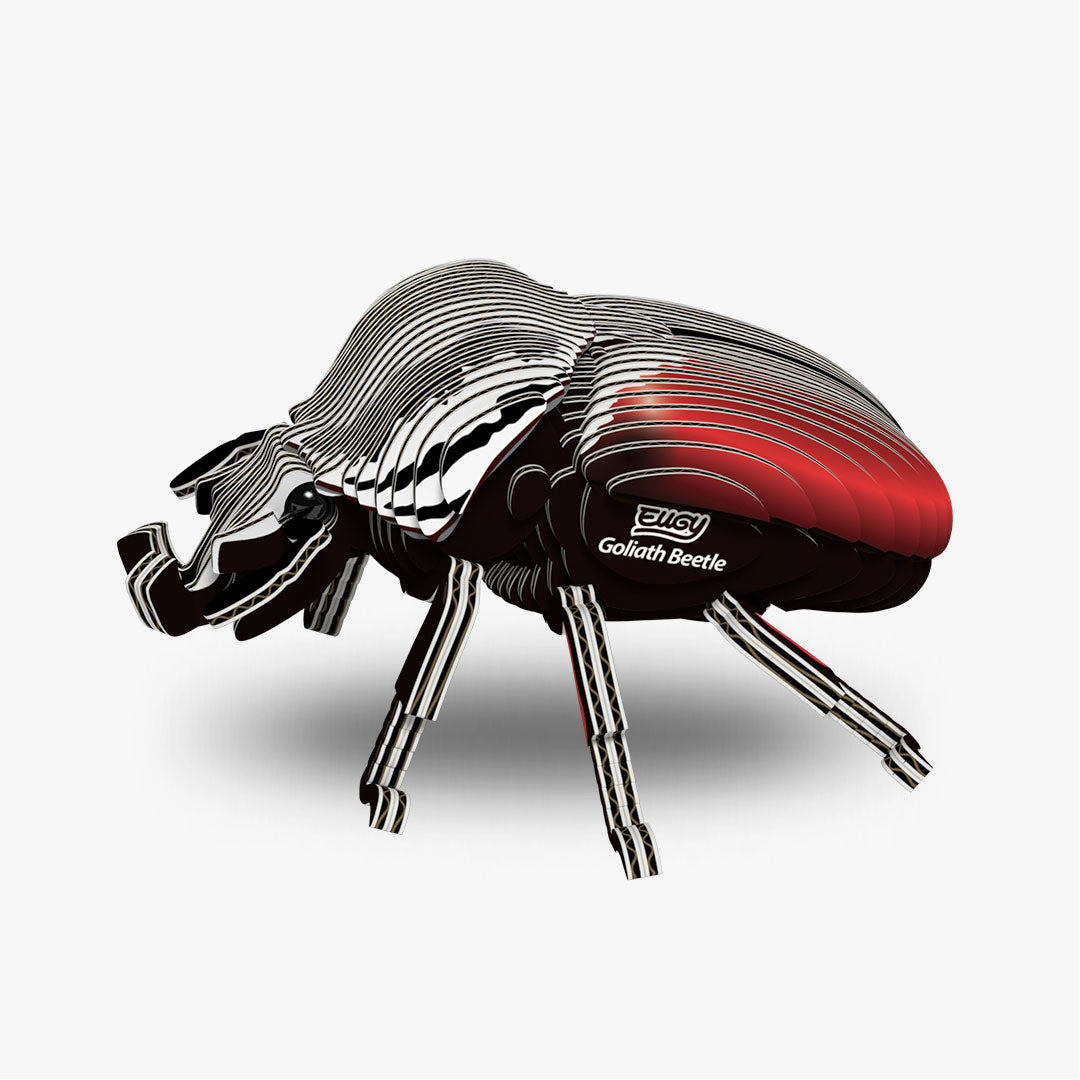 111 Goliath Beetle