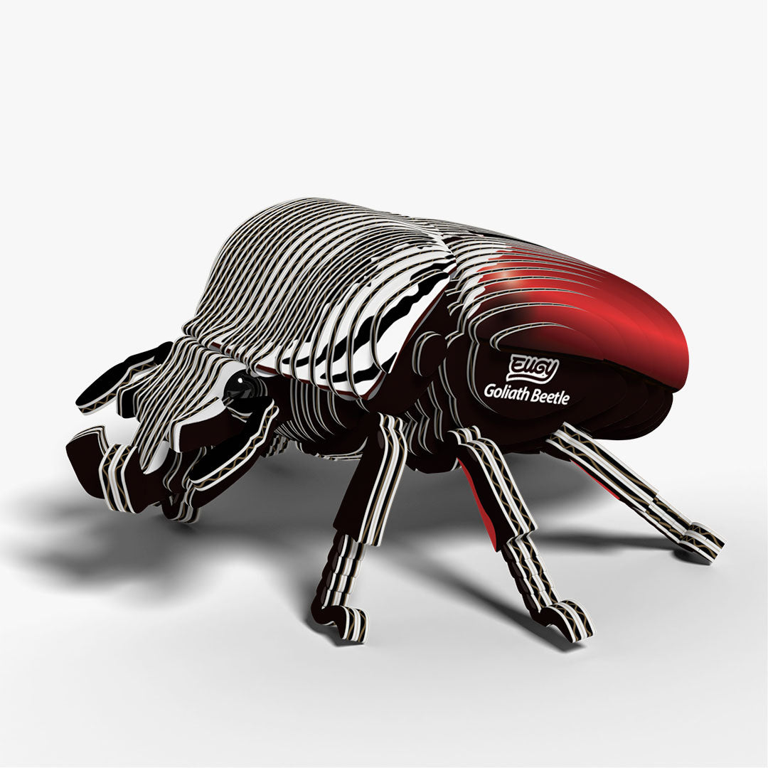 111 Goliath Beetle