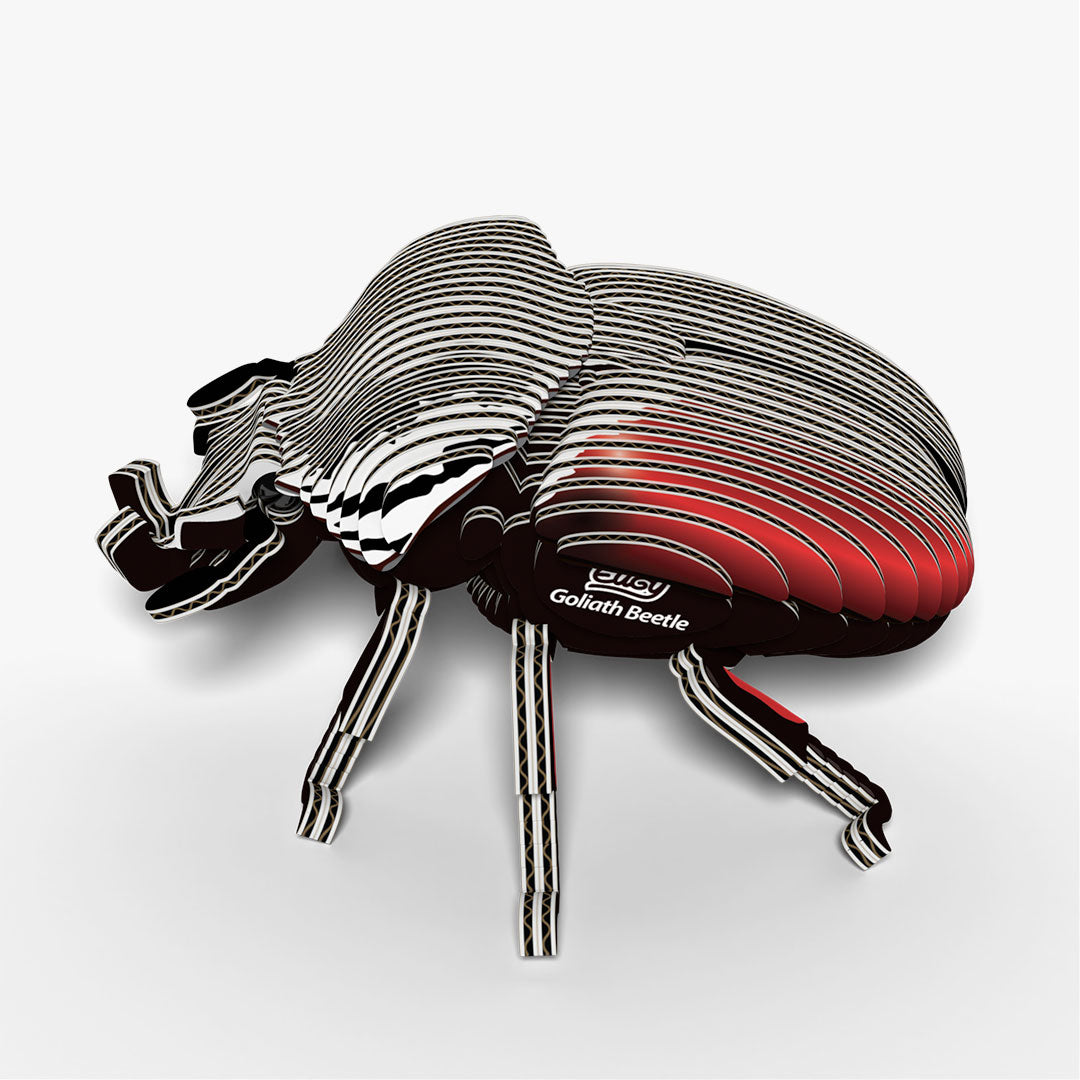 111 Goliath Beetle