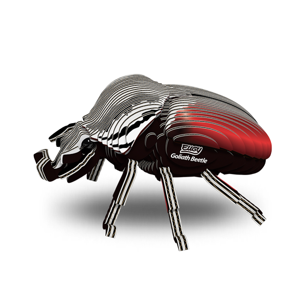 111 Goliath Beetle