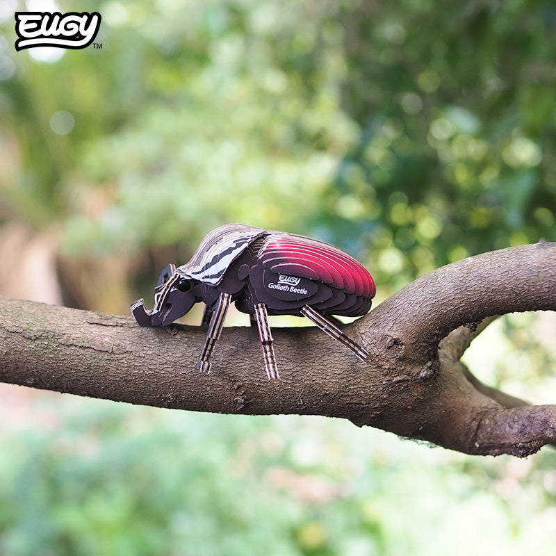 111 Goliath Beetle